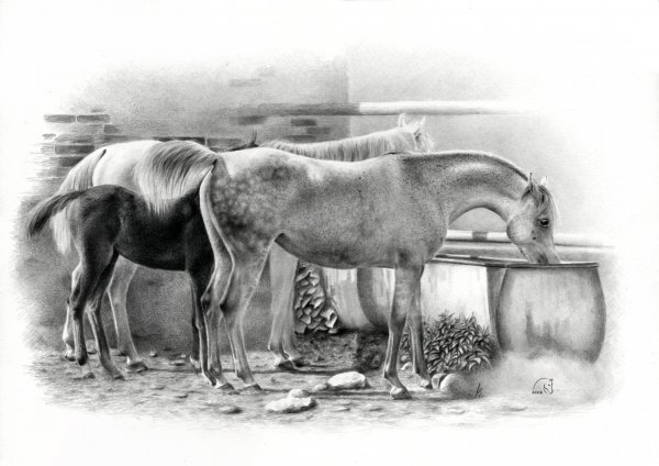 Wodopój w Kurozwękach